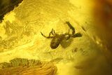 Fossil Pseudoscorpion (Arachnid) Preserved In Baltic Amber #128296-1